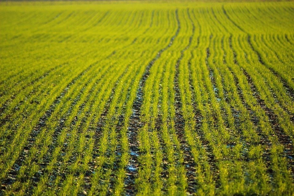 Ground-Furrow-Agriculture-Field-Wheat-Plants-5270241.jpg
