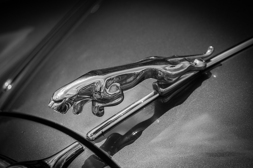jaguar-3917667_960_720.jpg