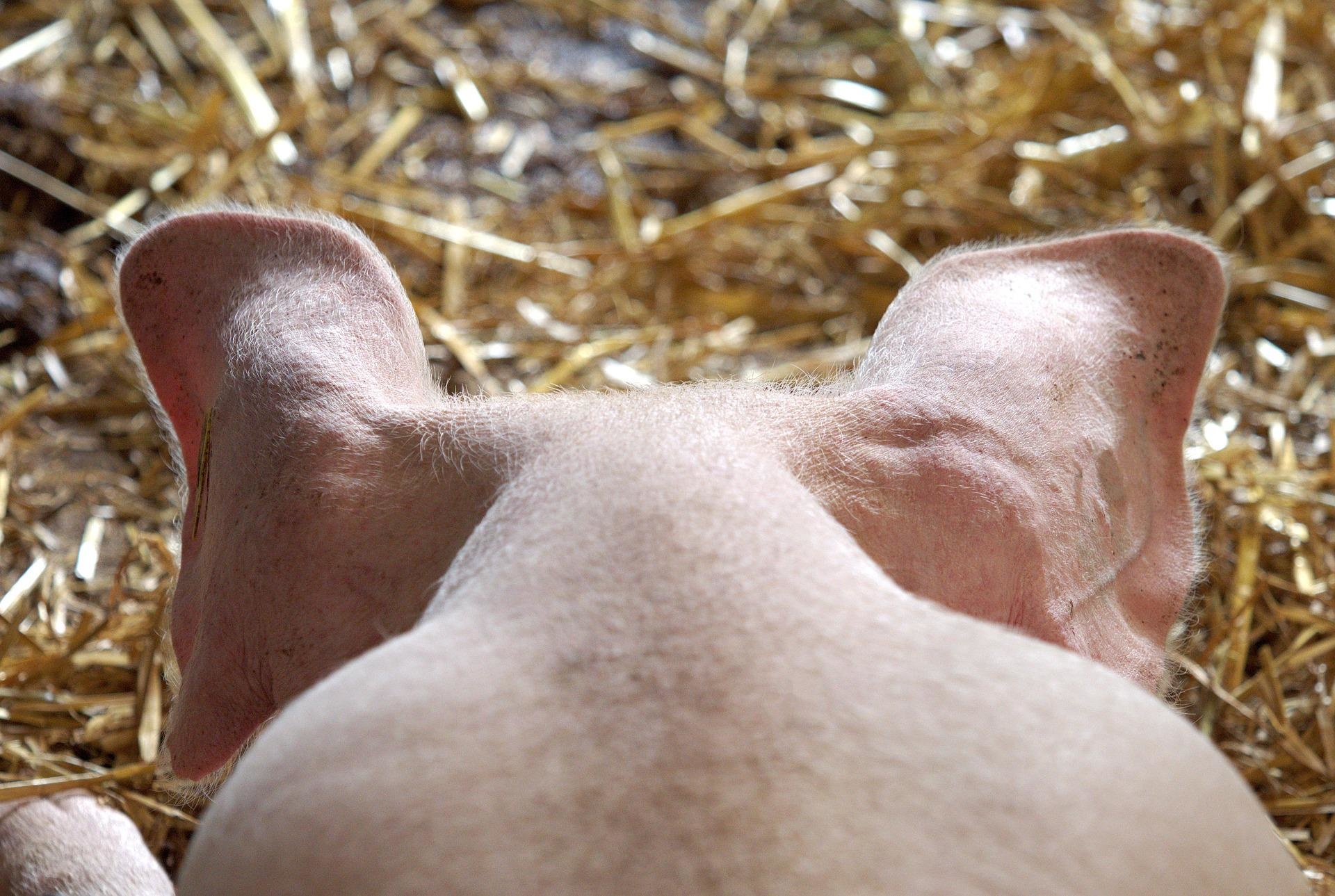 pig-1639583_1920.jpg