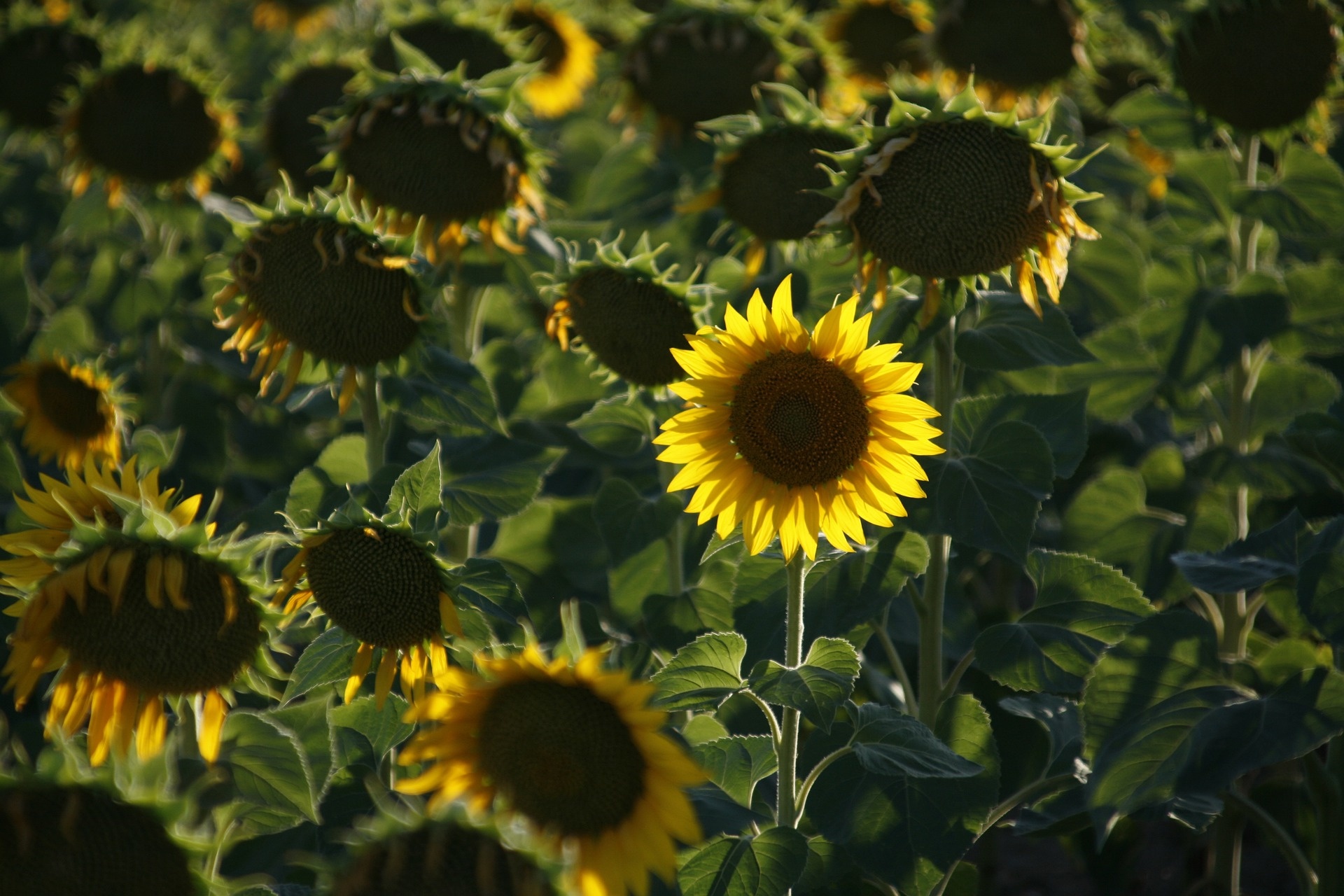 sunflower-gb27031a50_1920.jpg