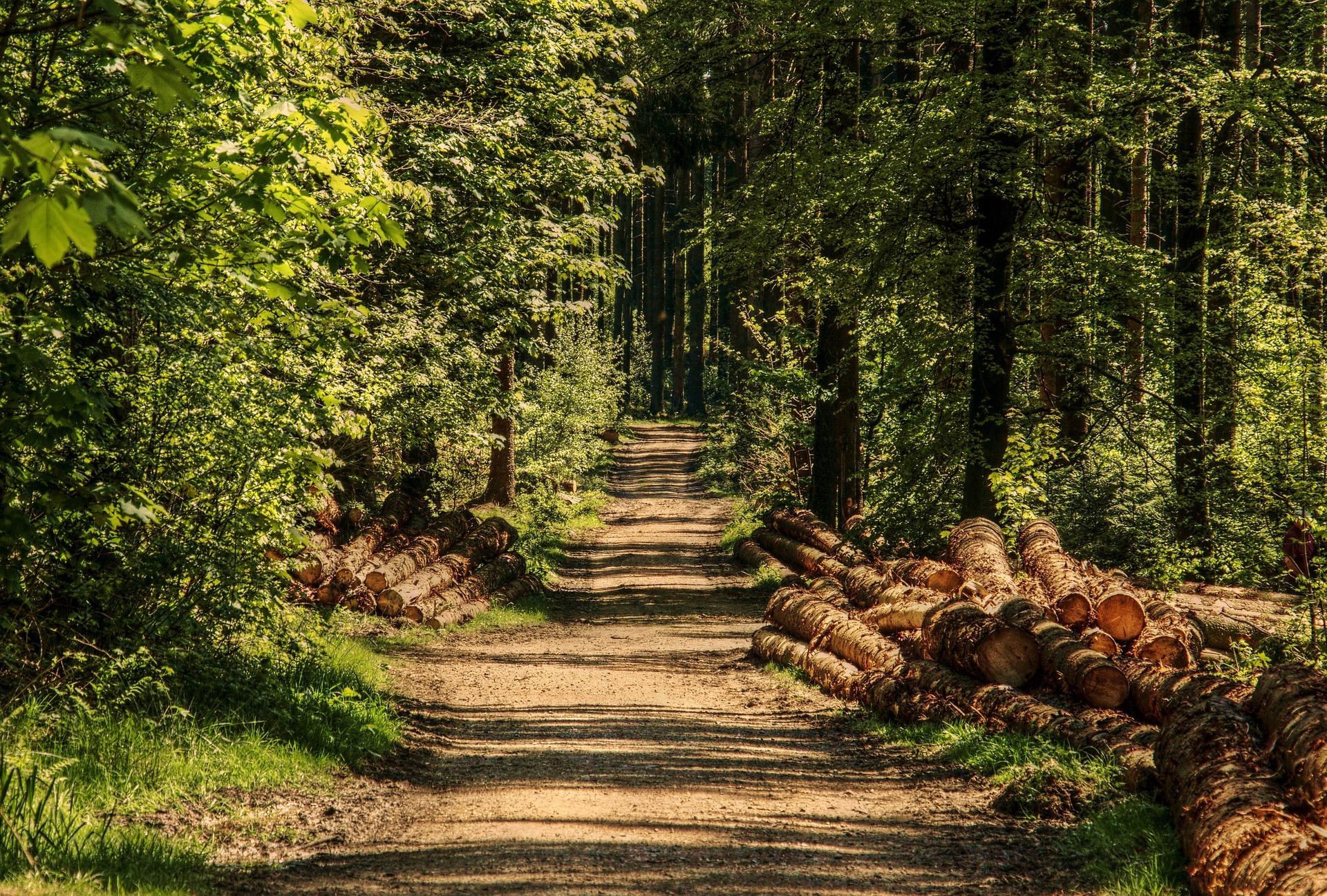 trees-g033423122_1920.jpg