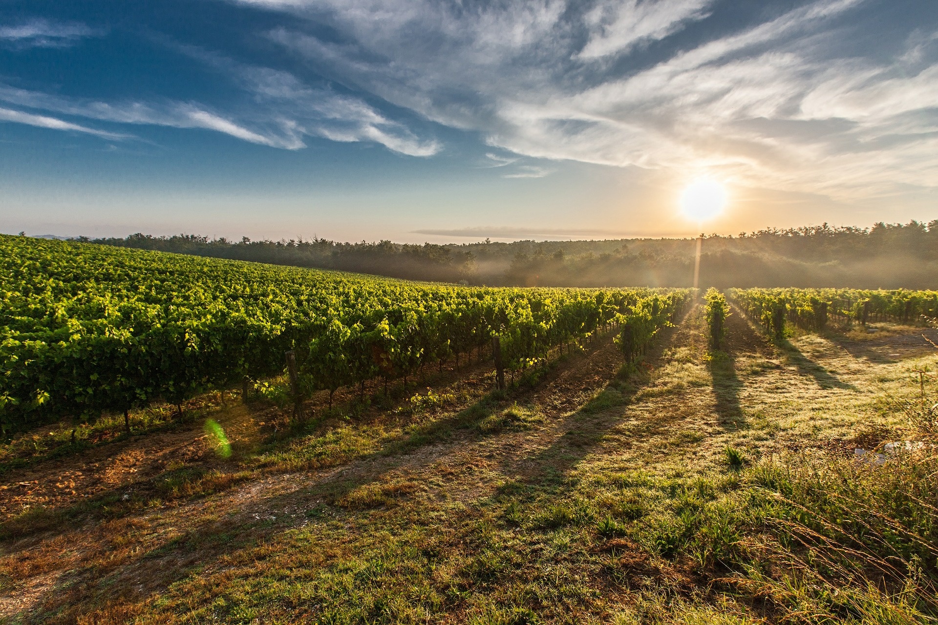 vineyard-gb3f78b59a_1920.jpg