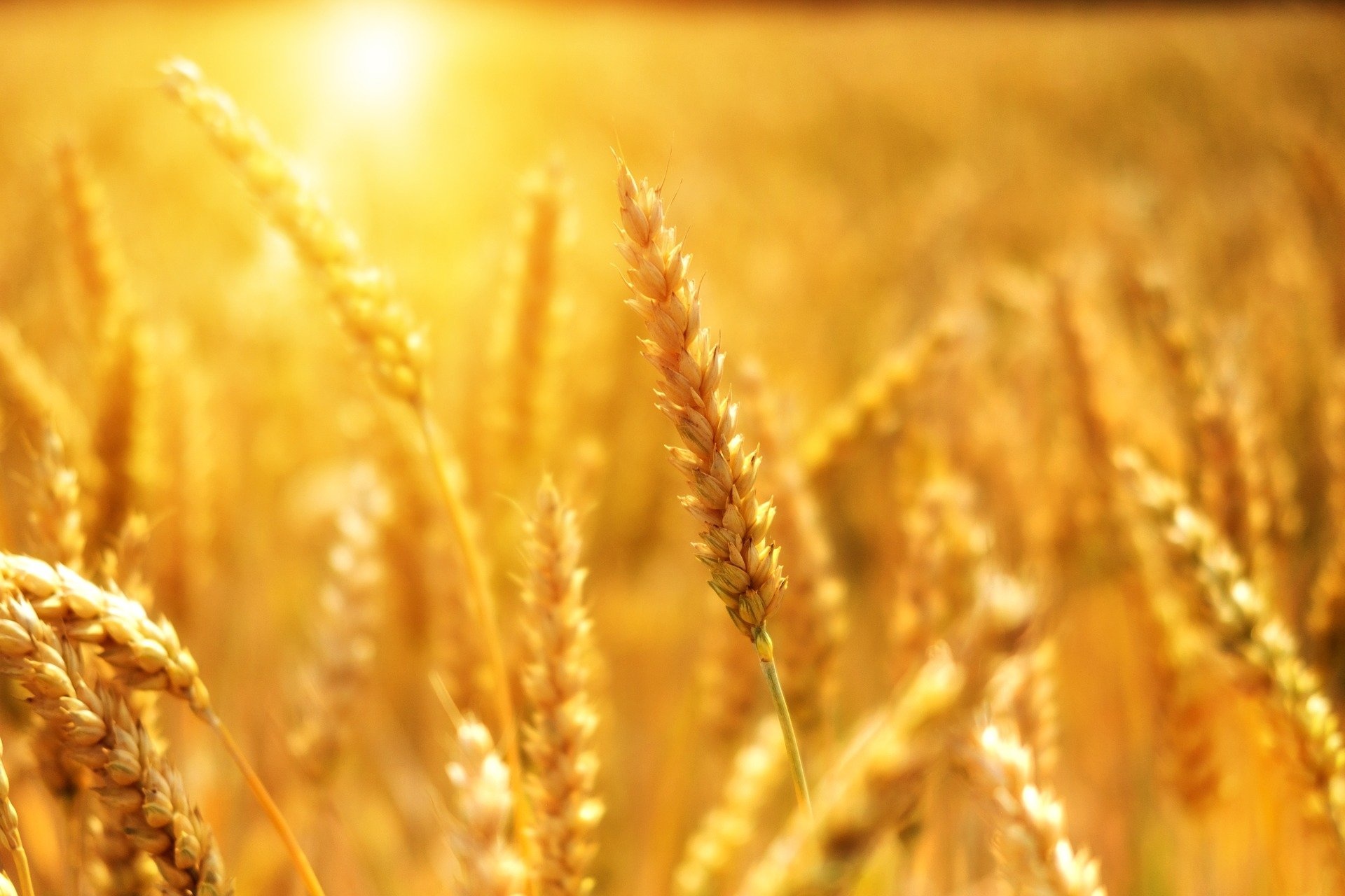 wheat-g39efeb7c6_1920.jpg