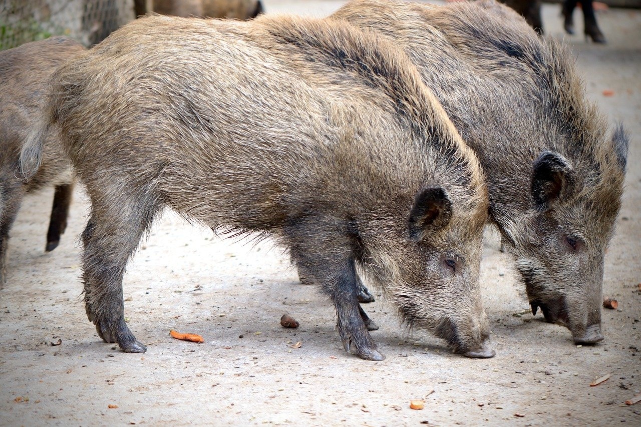 wild-boar-4787575_1280.jpg