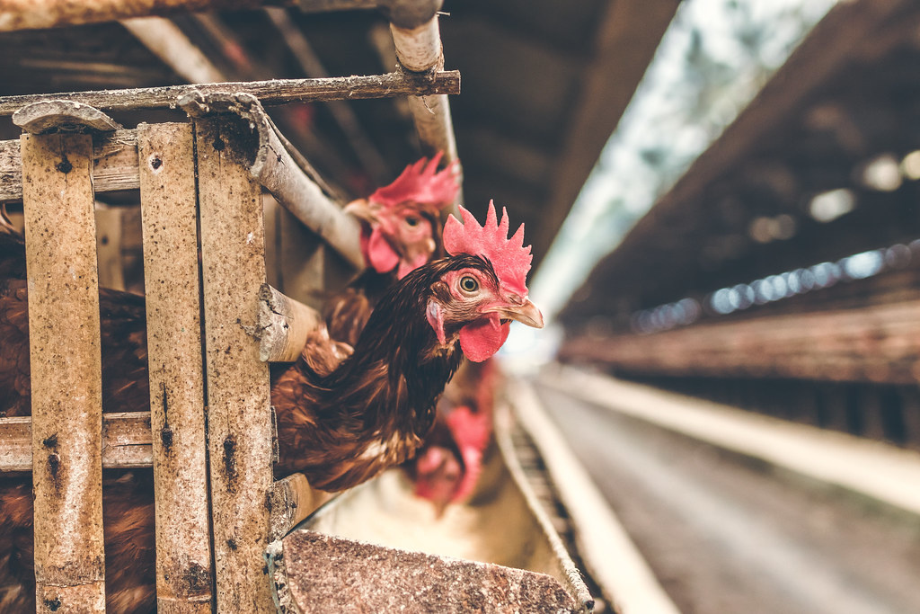 gallina.jpg