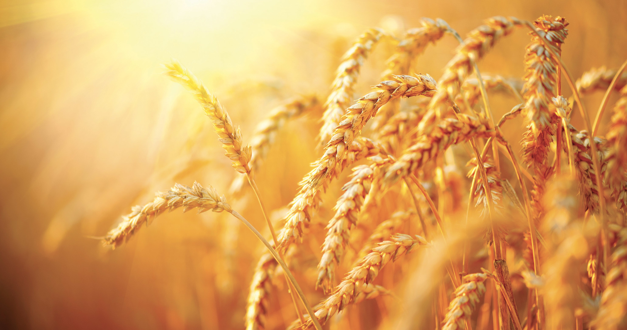 agricoltura.jpg