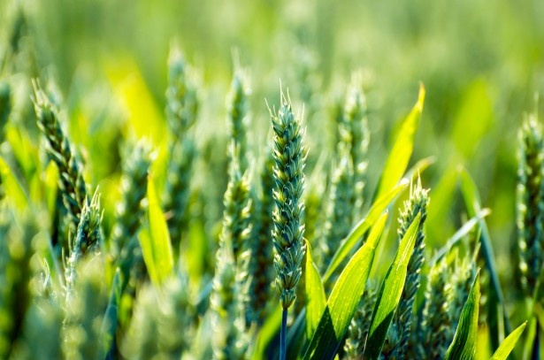 agriculture-.jpg