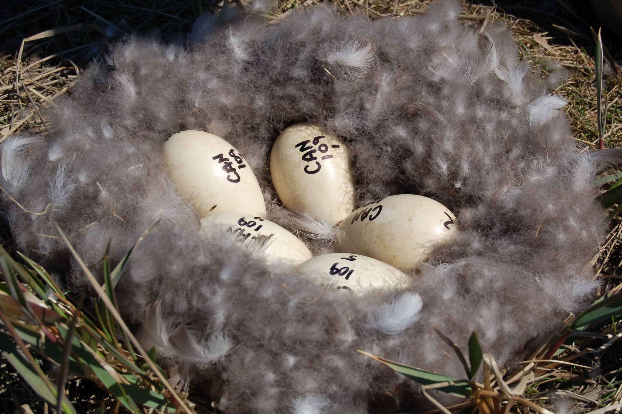 bird-nest-avian-influenza-sampling-project.jpg