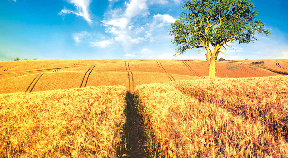 campo-di-grano.jpg
