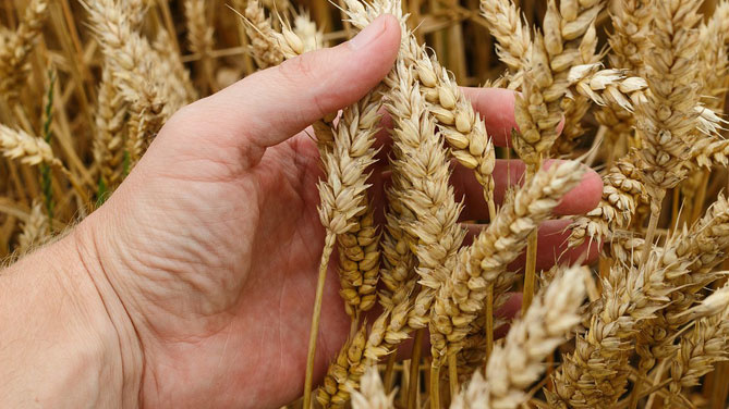 campo-grano-1.jpg