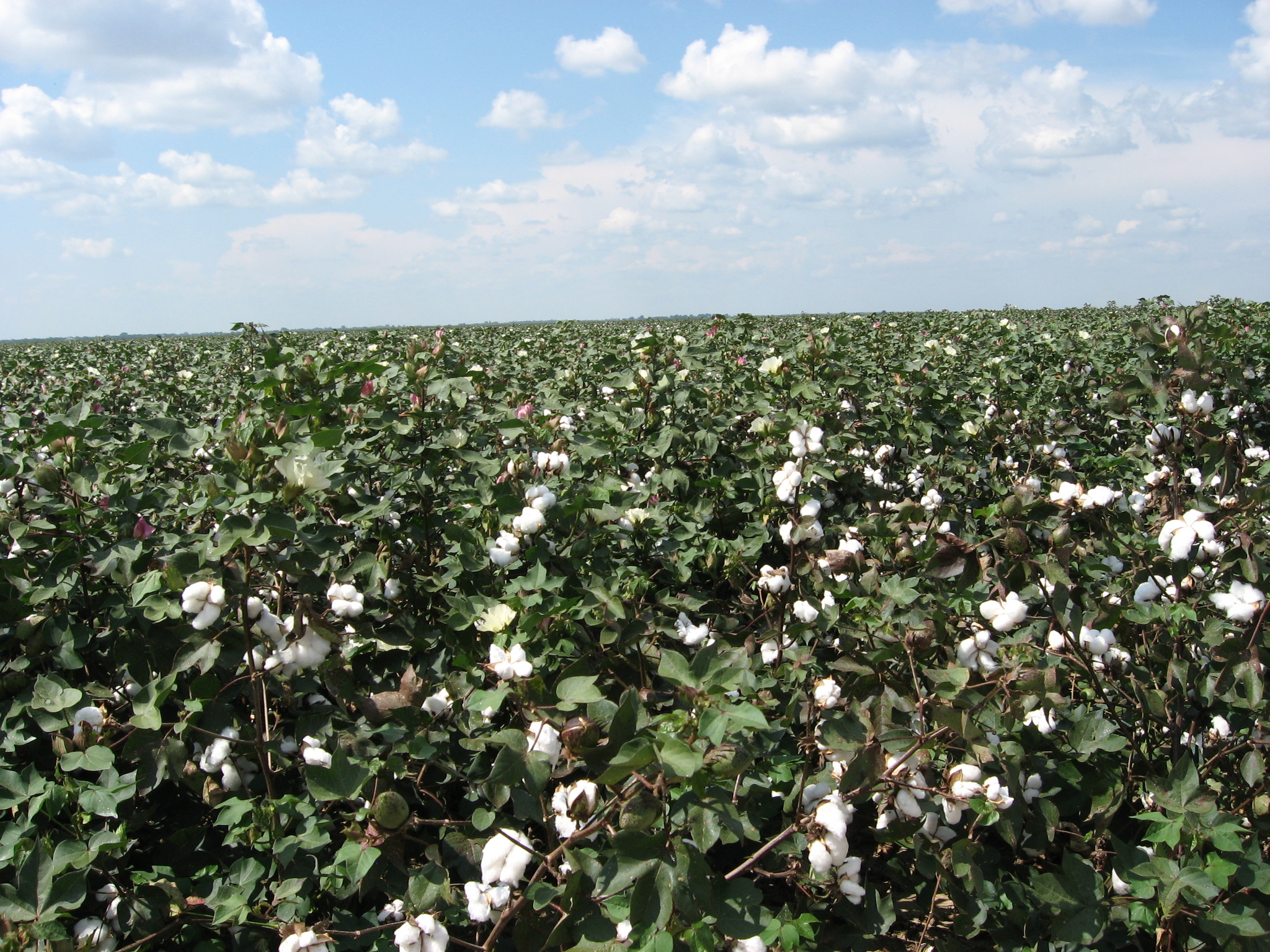 Cotton_fields,_Tensas_Parish,_Louisiana,_USA_6.jpg
