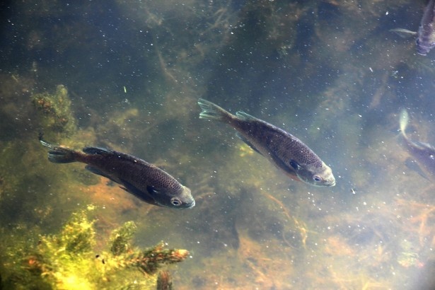 fish-in-lake-1.jpg