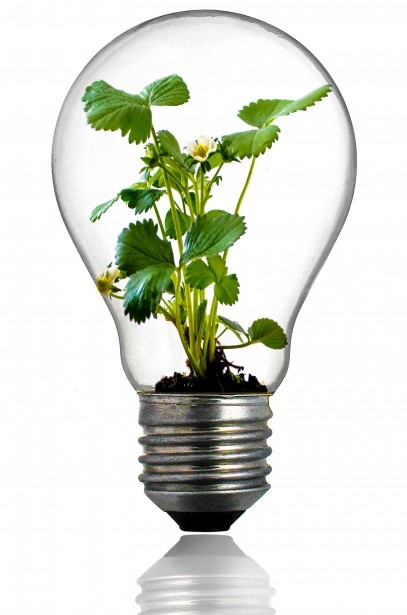 green-plant-in-the-light-bulb.jpg