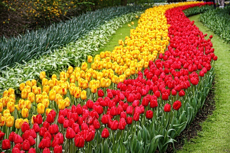 keukenhof-tulipani.jpg