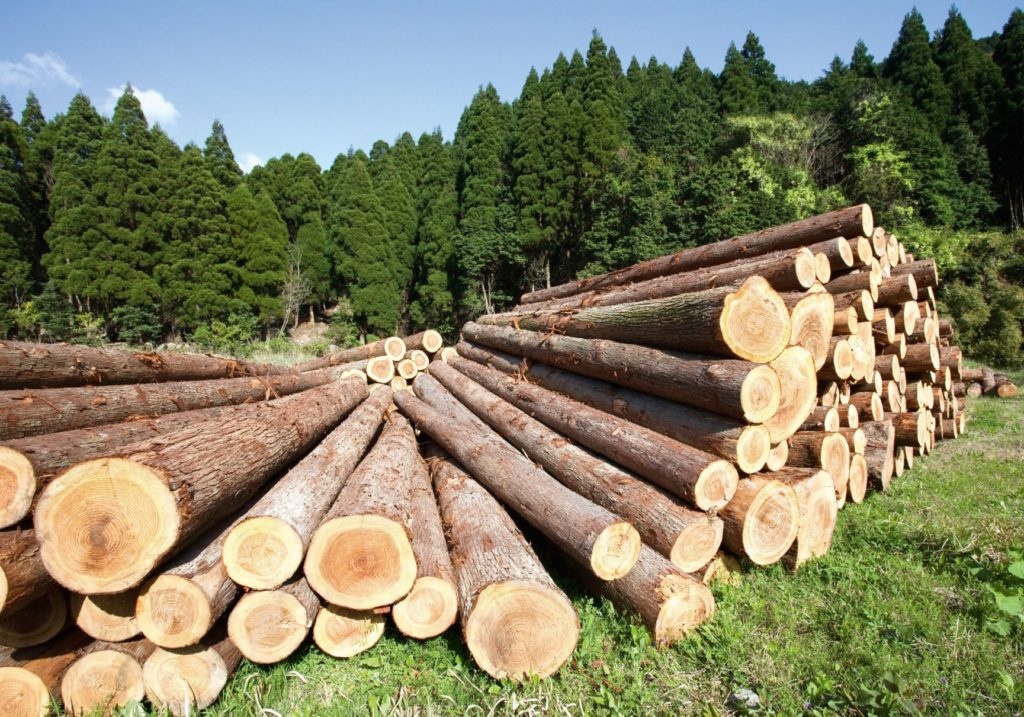 legno-1024x717.jpg
