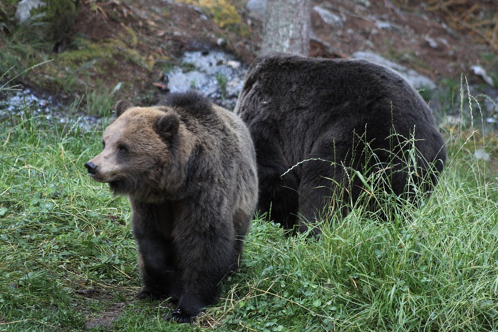 orso bruno.jpg