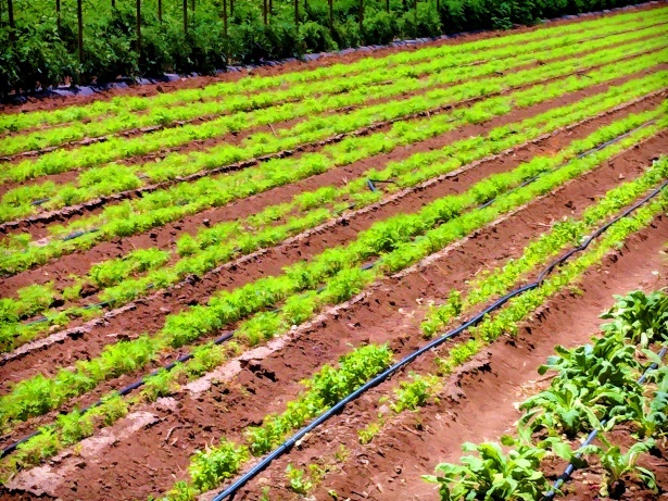 agriculture-farming.jpg