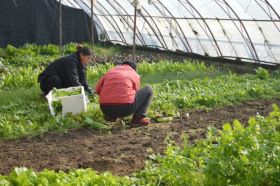 farmers-women-asian-farm.jpg