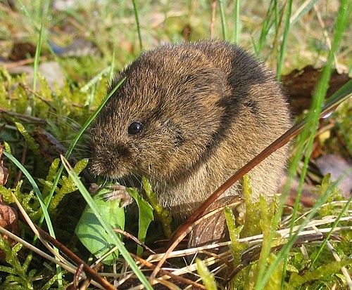 Feldmaus_Microtus_arvalis.jpg