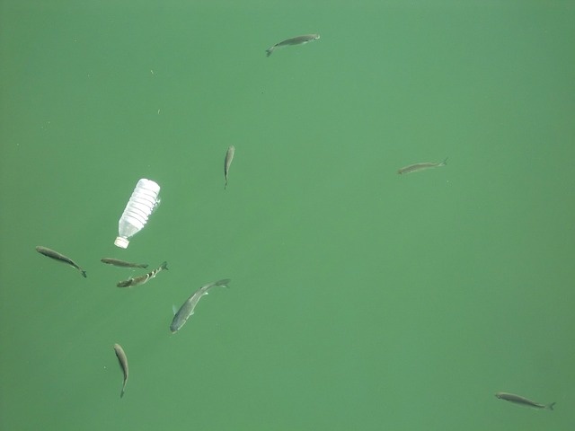 fishes-gef6cd0ca5_640.jpg