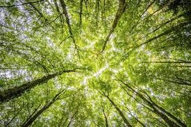 green.jpg