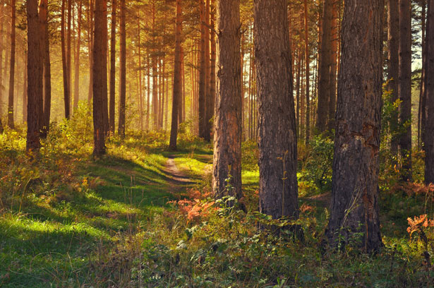 september-in-the-forest.jpg