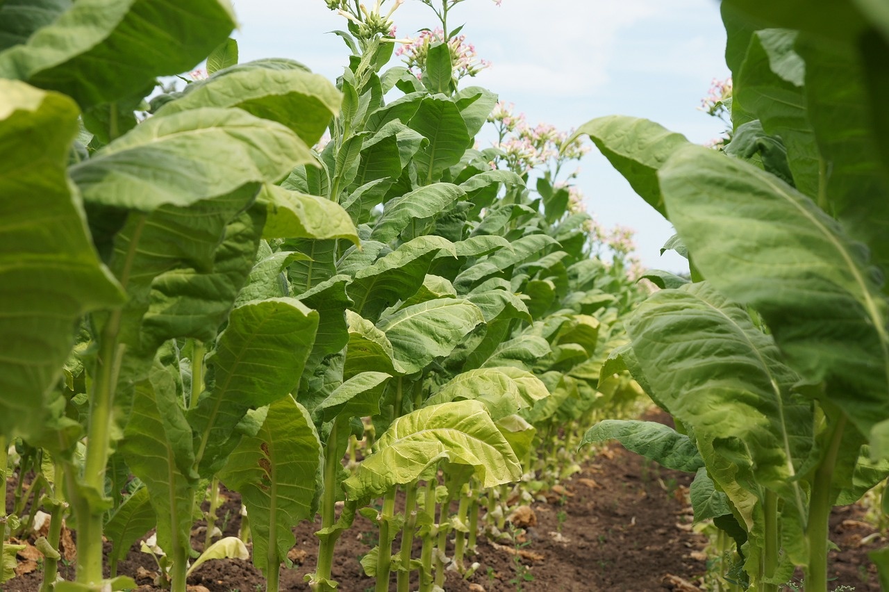 tobacco-1792070_1280.jpg