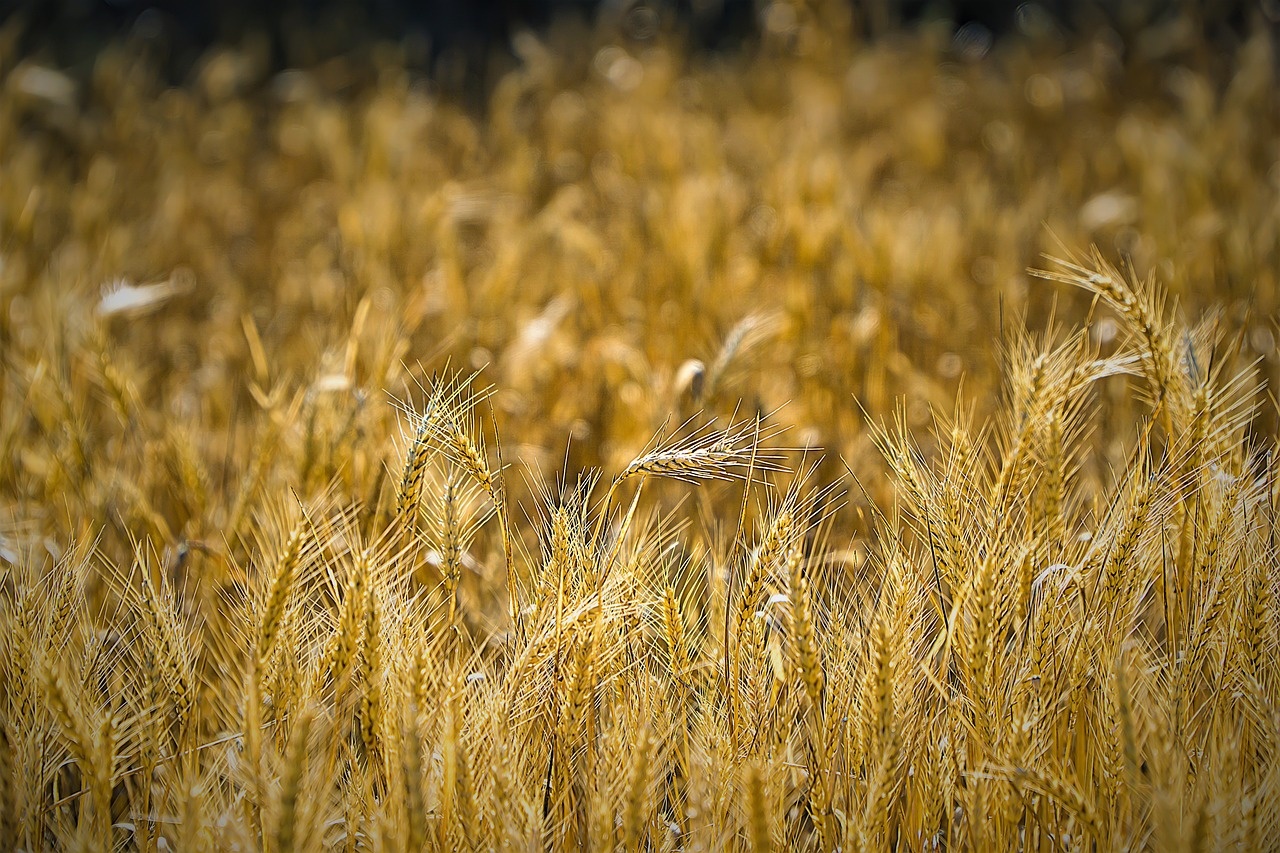 wheat-7347843_1280.jpg