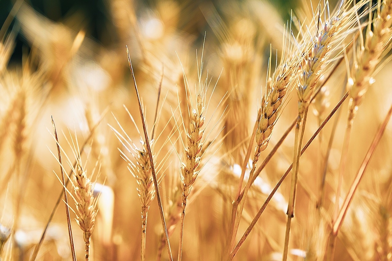 wheat-7347852_1280.jpg