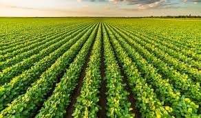 agricoltura1.jpg