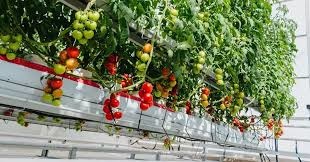 agricoltura2 pomodori.jpg