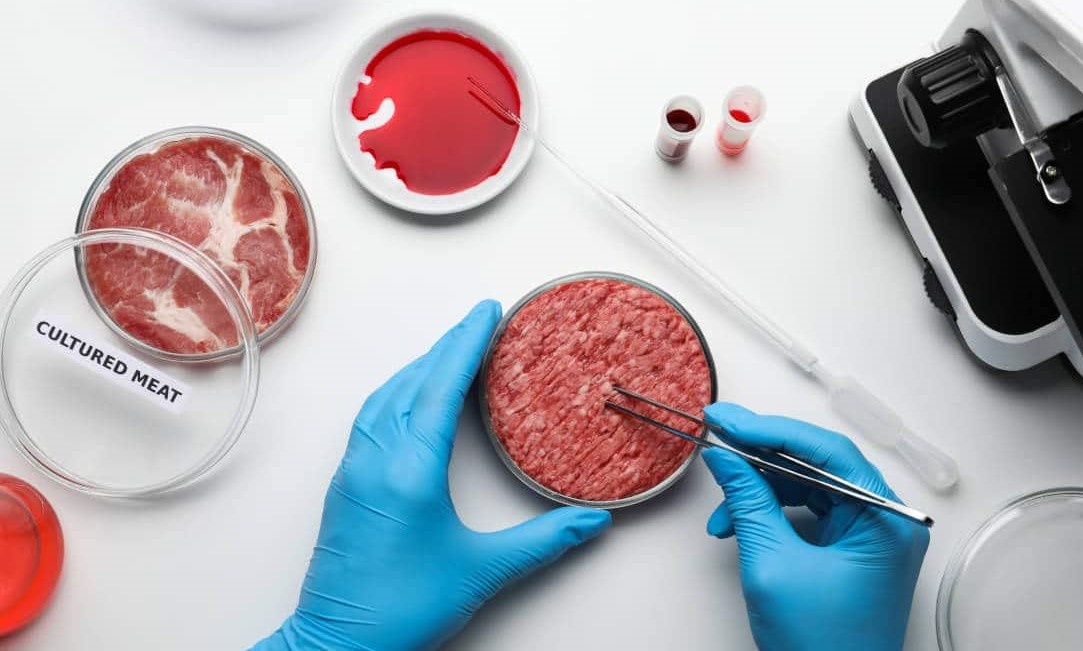 carne sintetica coltivata.jpeg