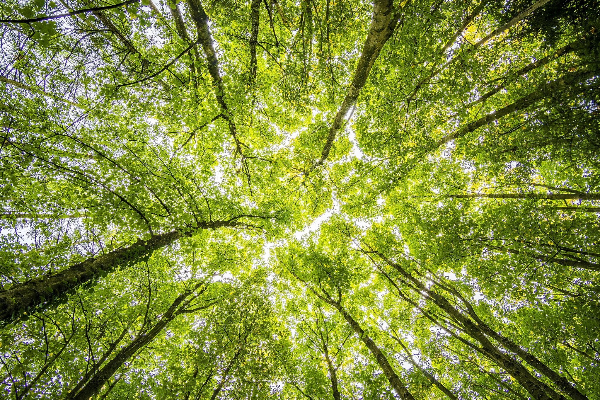 forest.jpeg