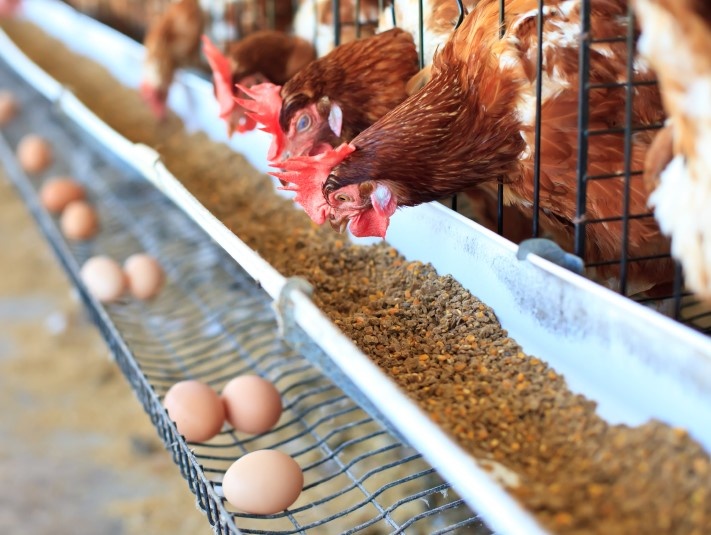 galline.jpg