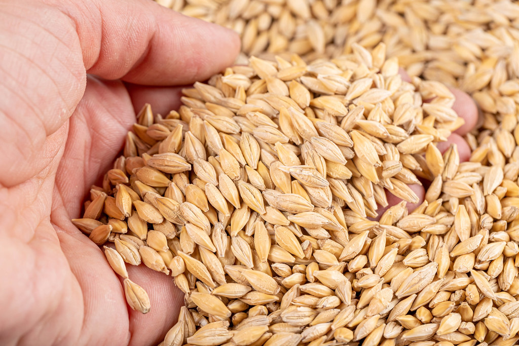 grano.jpg