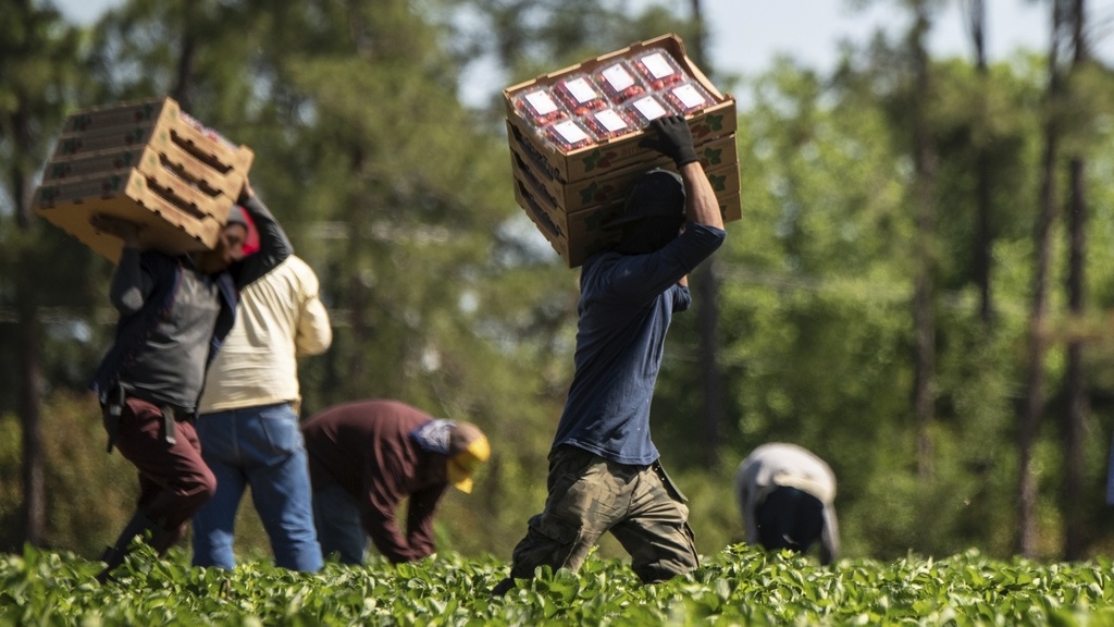 caporalato-agricolo.jpg