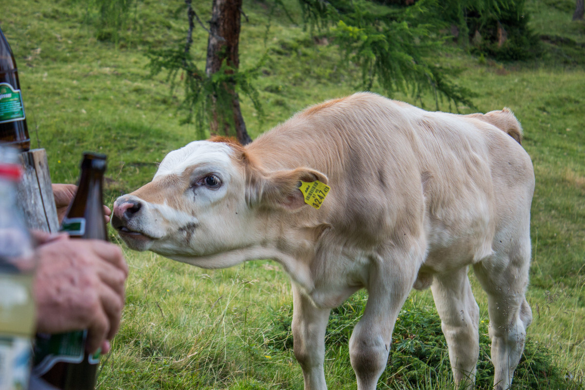 cow_beef_cattle_cows_agriculture_livestock_calf_animal-1071047.jpeg