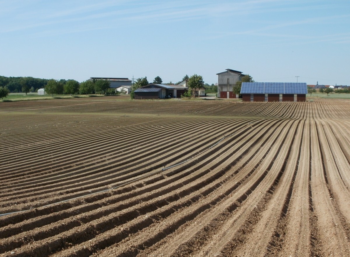 fields_farming_tobacco_oftersheim_agriculture_nature_farm_rural-1071452.jpeg