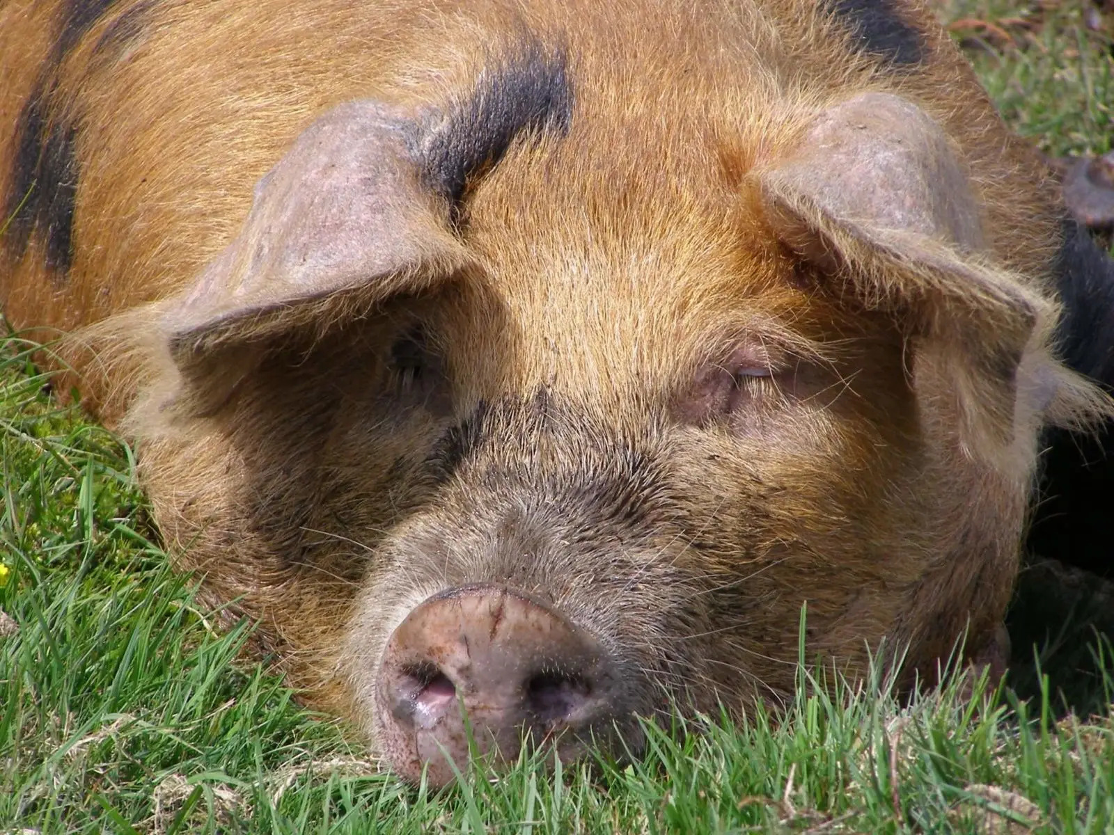 pig-1.jpeg