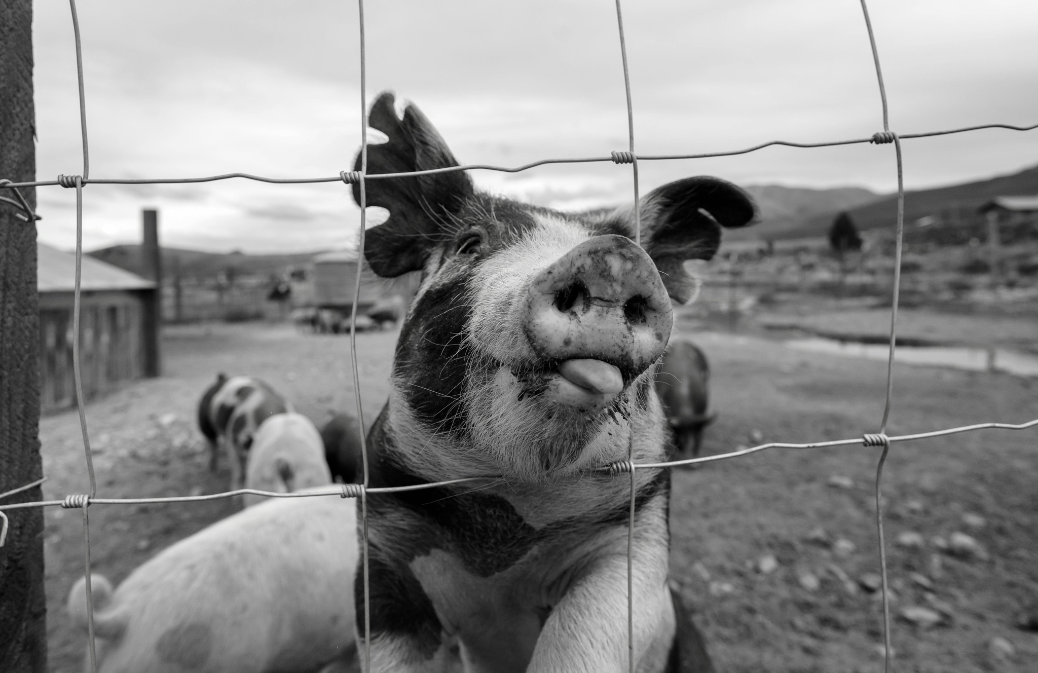 pig.jpeg