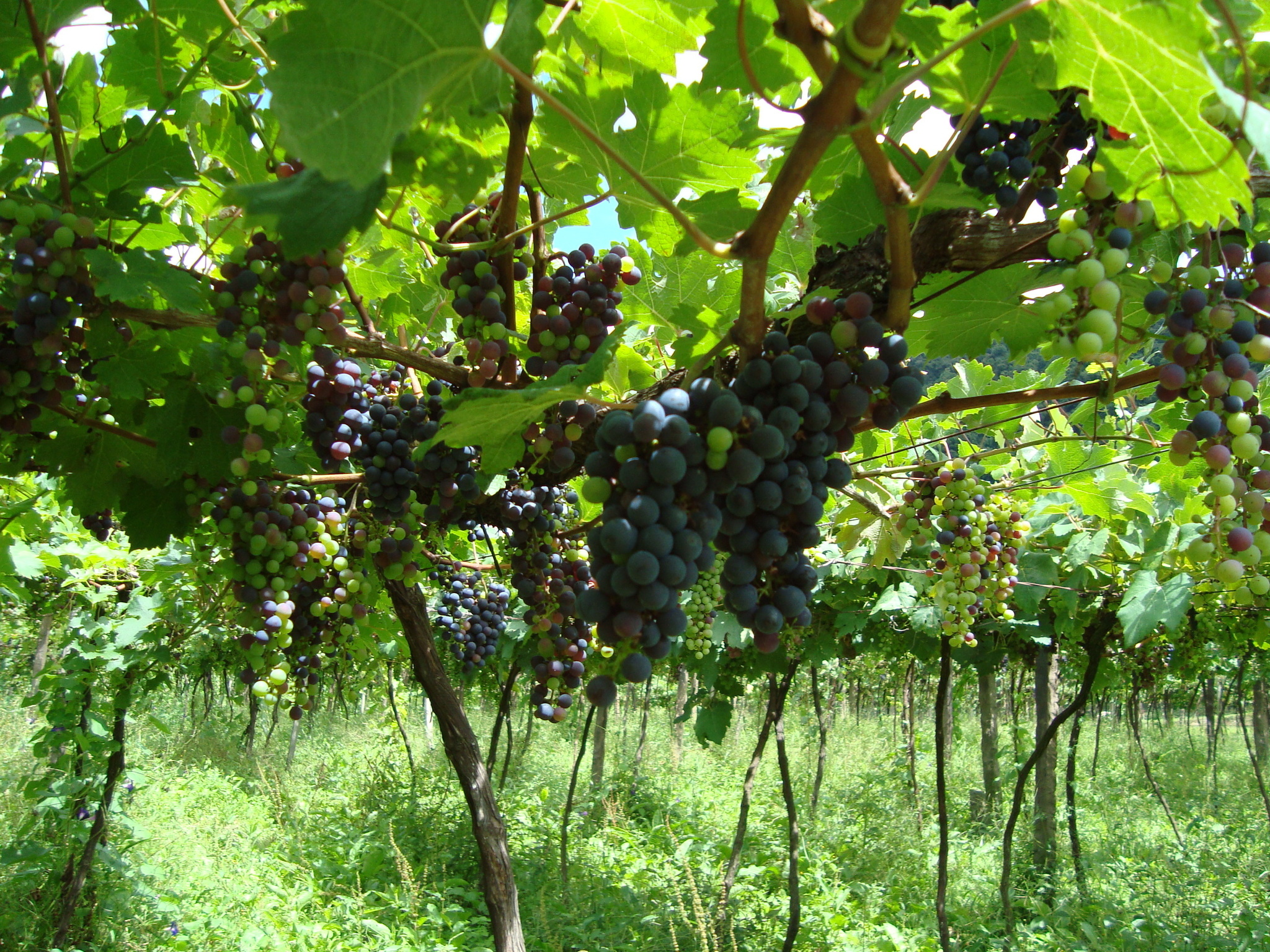 Vitivinicola_Jolimont_uvas.jpeg