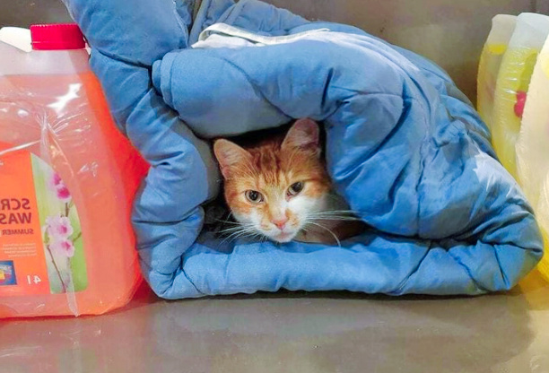 gatto.jpg