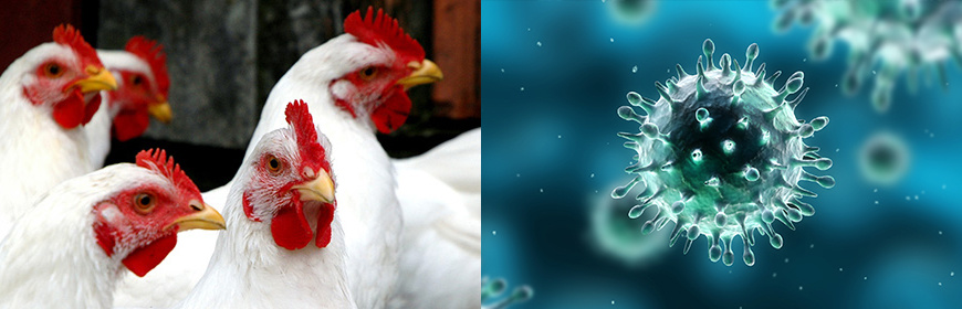 vtáčia chrípka.jpg