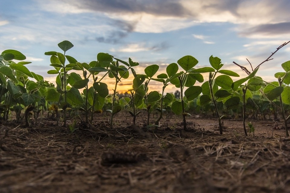 field-932765_960_720.jpg
