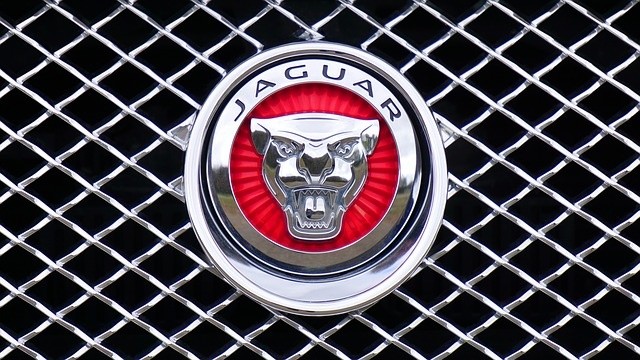 jaguar-1660955_640.jpg