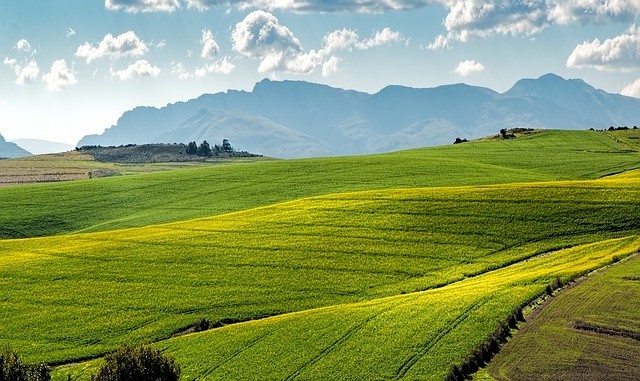 canola-fields-1911392_640.jpg
