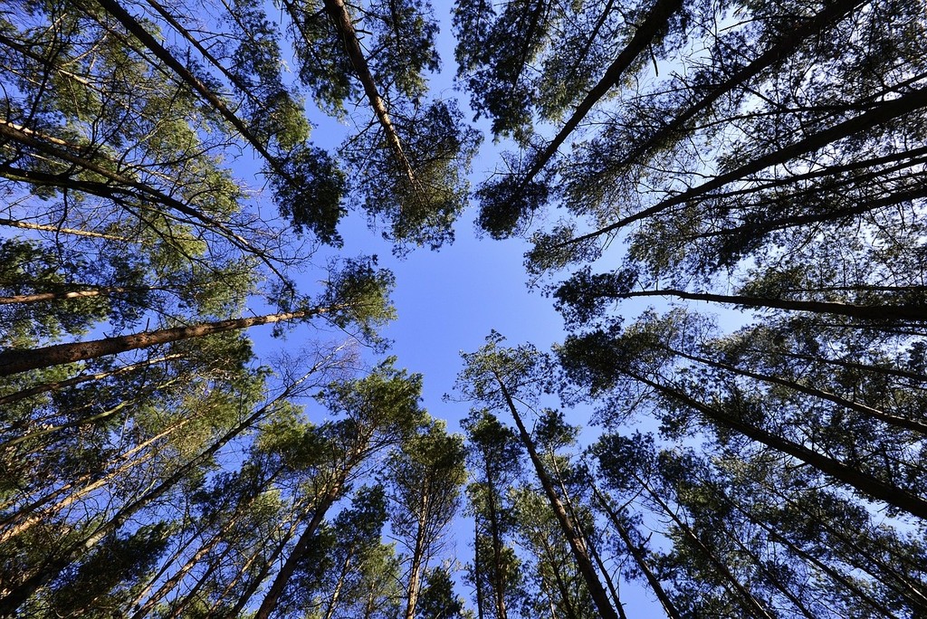 forests-231066_1280.jpg