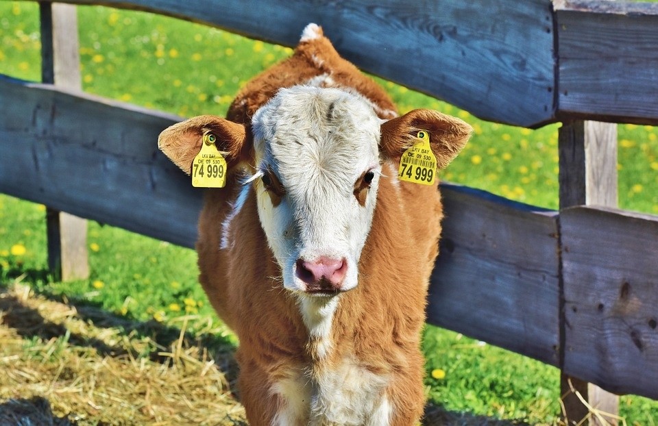 calf-3864585_960_720.jpg