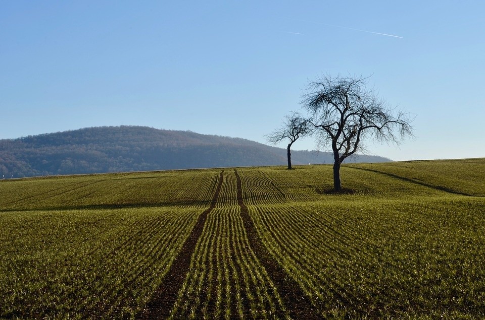 arable land.jpg