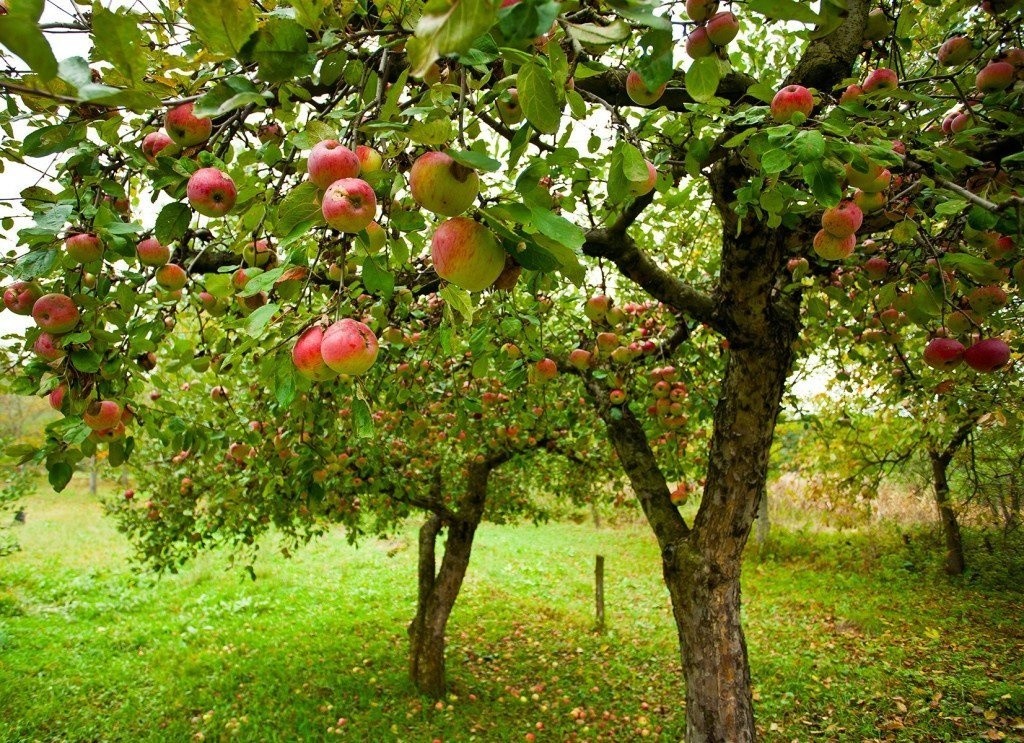 orchard.jpg